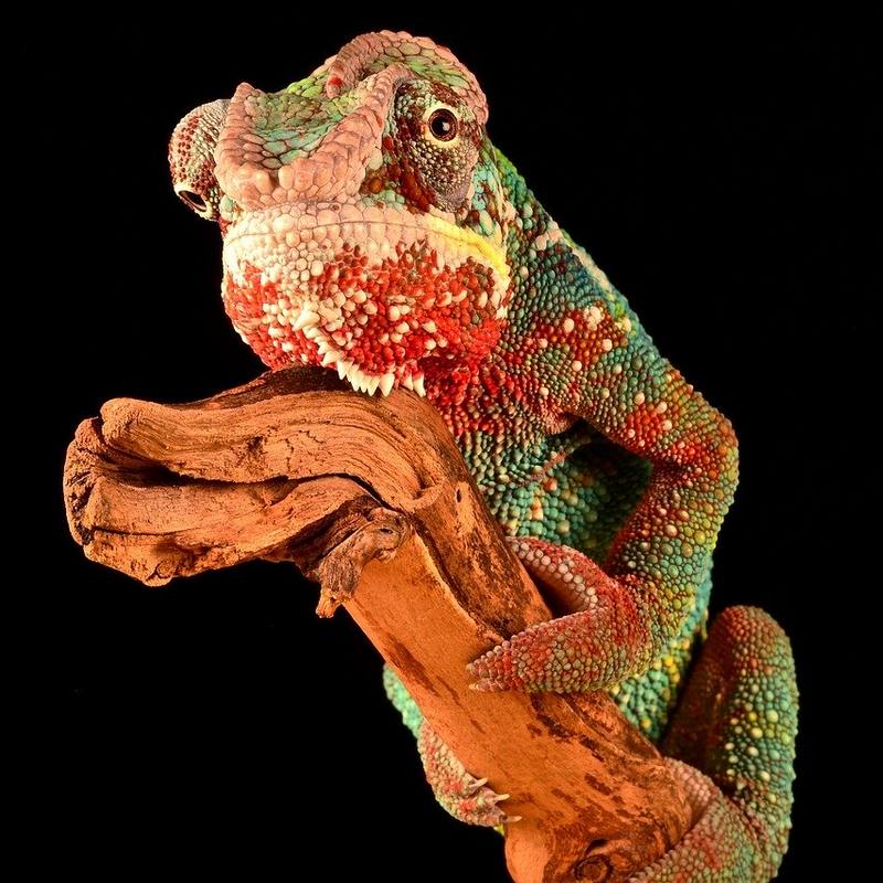 Ben ik een mislukkeling?! - Ons reptielenbrein